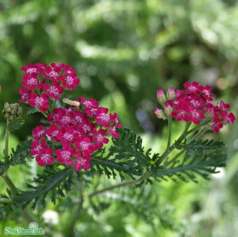 Röllika 'Summerwine' 9cm kruka