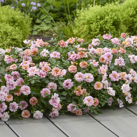 Ros 'Amirose' 14cm kruka