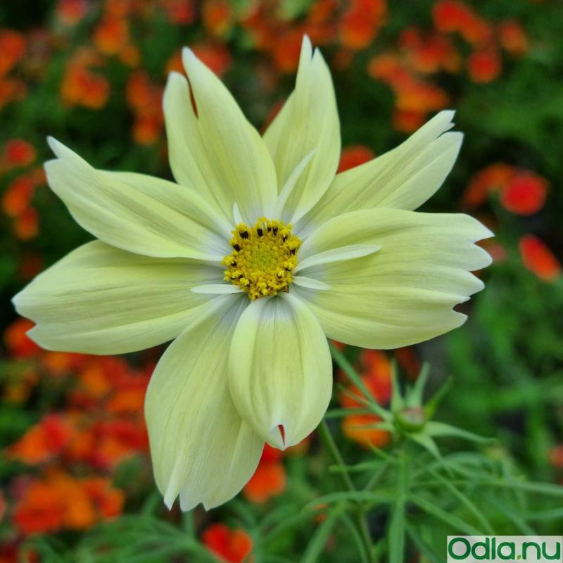 Rosenskära 'Xanthos' 10,5cm kruka