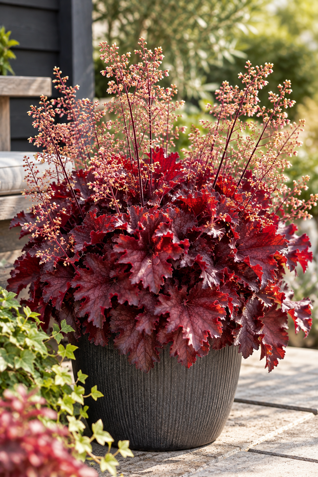 Alunrot 'Ruby Tuesday' 12cm kruka