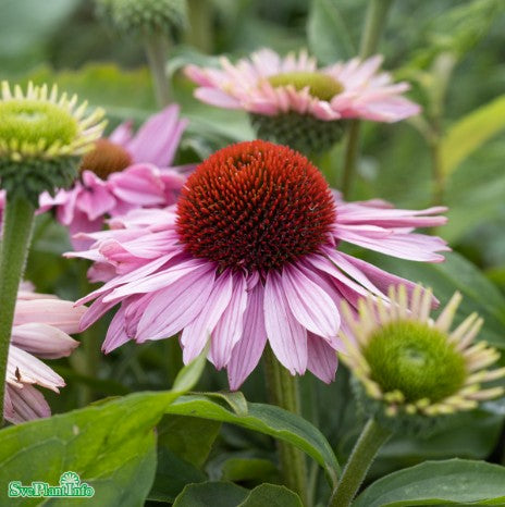 Rudbeckia 'Sunseekers Blush' 11cm kruka