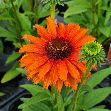Rudbeckia 'Sunseekers Minerola' 11cm kruka