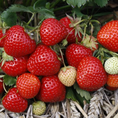 Jordgubbe 'Rumba' 6-pack i kruka