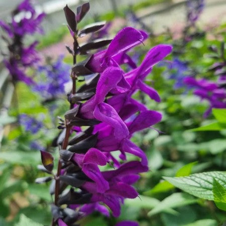 Salvia 'Rockin Deep Purple' 10,5cm kruka