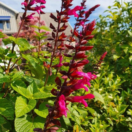 Salvia 'Rockin Fuchsia' 10,5cm kruka