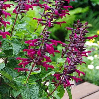 Salvia 'Rockin Kids Cherry' 10,5cm kruka