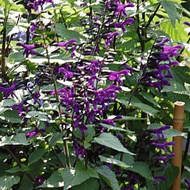 Salvia 'Rockin Kids Navy' 10,5cm kruka