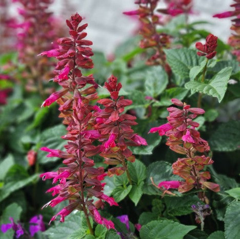Salvia 'Rockin Red Flamingo' 10,5cm kruka