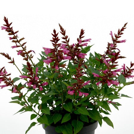 Salvia 'Rockin Kids Cherry' 10,5cm kruka