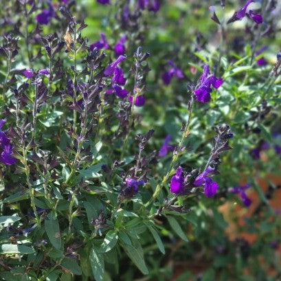 Salvia 'Visional Purple' 10,5cm kruka