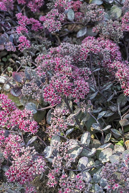 Sedum 'Red Sparkle'