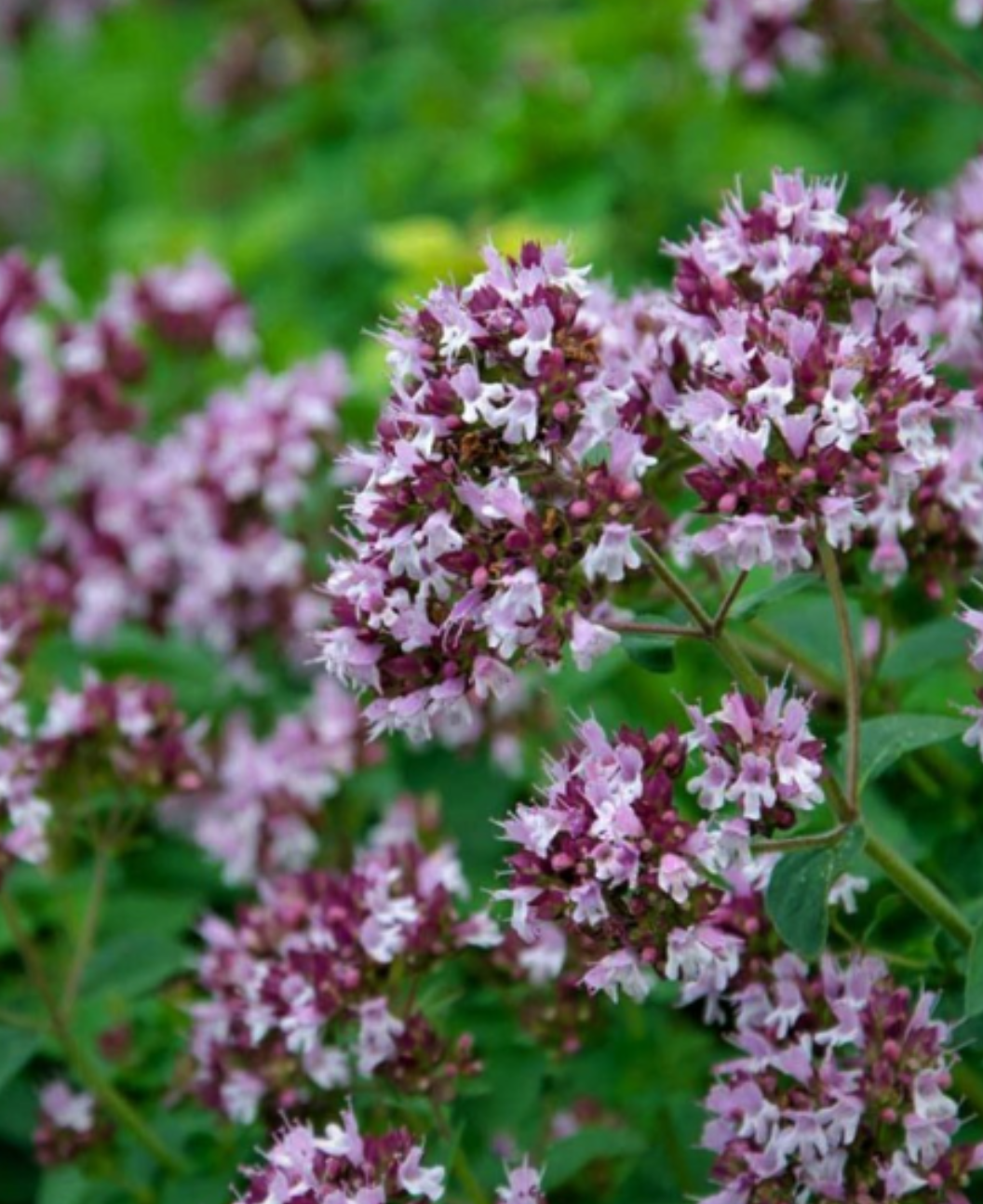 Oregano 'Compactum' 12cm kruka