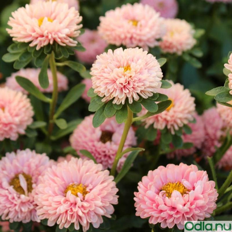 Sommaraster 'Matsumoto Apricot'