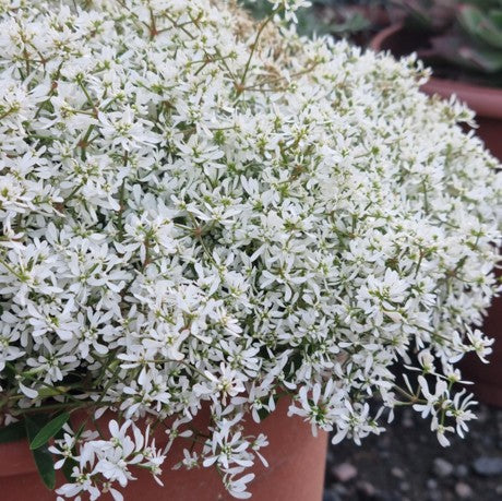 Snötörel 'Diamond Star'