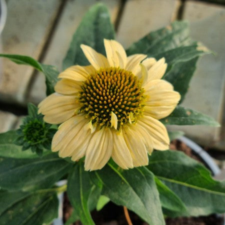 Solhatt 'Meditation Lime' 12cm kruka