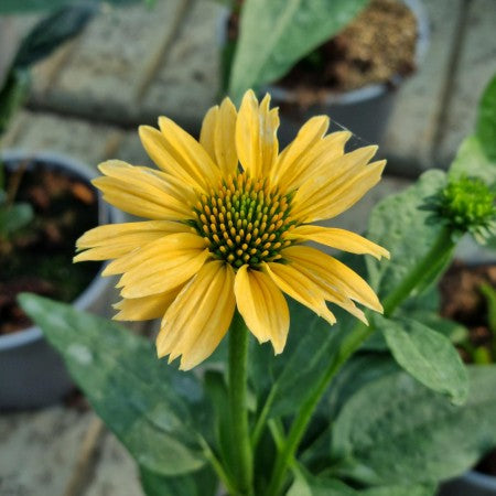 Solhatt 'Sensation Mango' 12cm kruka