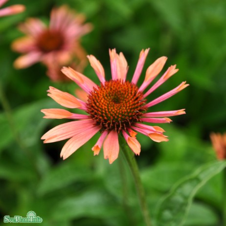Solhatt 'Fresco Apricot' 12cm kruka