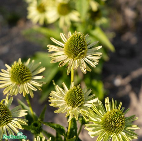 Solhatt 'Green Jewel'