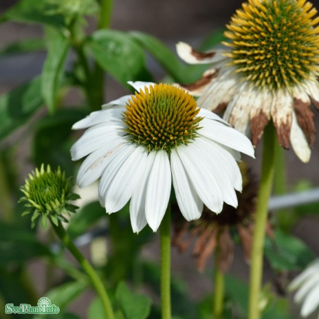 Solhatt 'PowWow White' 9cm kruka