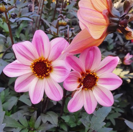 Sommardahlia 'Mystic Dreamer' 10,5 cm kruka