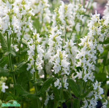 Stäppsalvia 'Sensation White' 9cm kruka