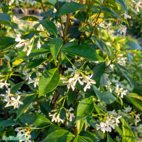 Stjärnjasmin 'Star of Toscany'