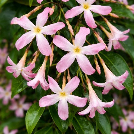 Stjärnjasmin 'Pink Showers' 9cm kruka