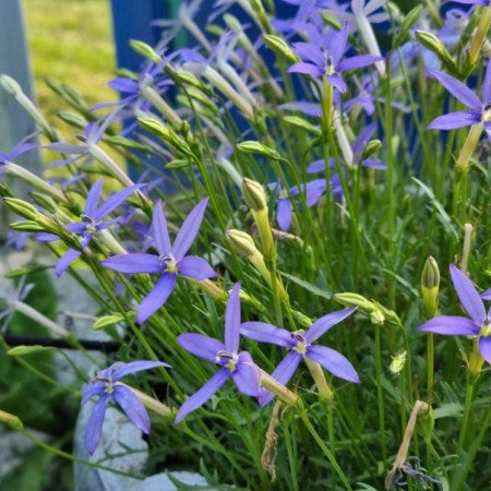 Stjärnlobelia 'Beth's Blue' 10,5cm kruka