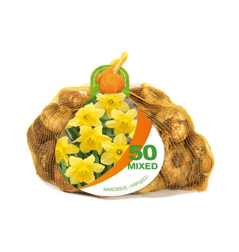 Stjärnnarciss 'Carlton' Storpack 50st