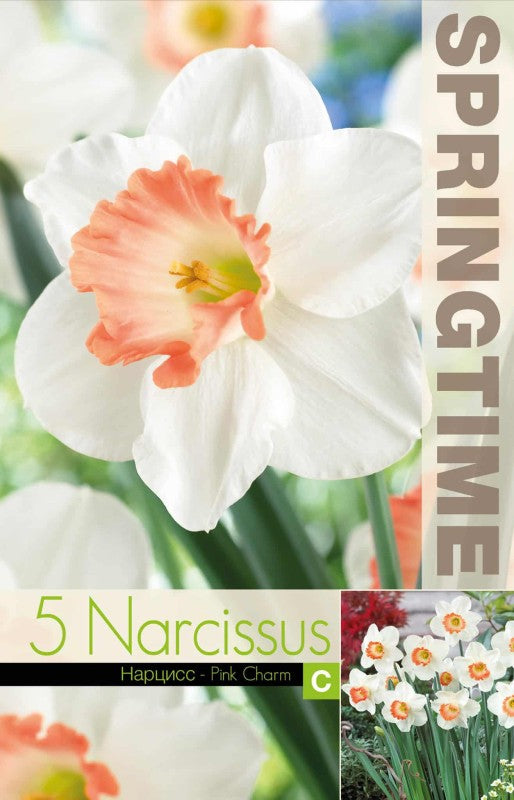 Trumpetnarciss 'Pink Charm' 5st