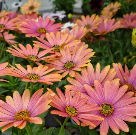 Stjärnöga 'Summersmile Sunrise' 10,5cm kruka