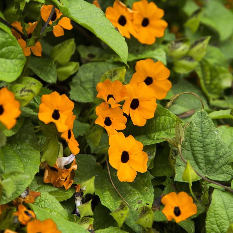 Svartöga 'SunEyes Orange Beauty' 10,5cm kruka