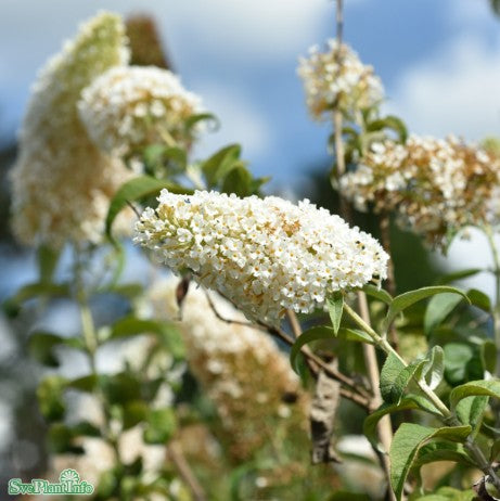 Syrenbuddleja 'White Profusion' 9cm kruka