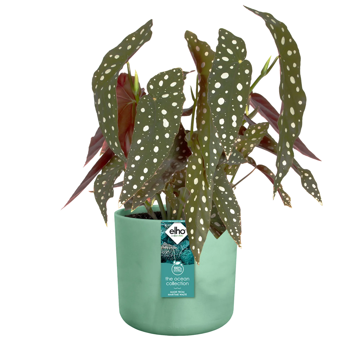 The Ocean Collection Round 14cm Pacific Green