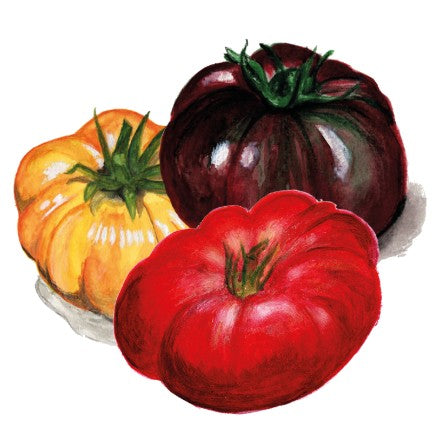 Tomat 'Brandywine' mix