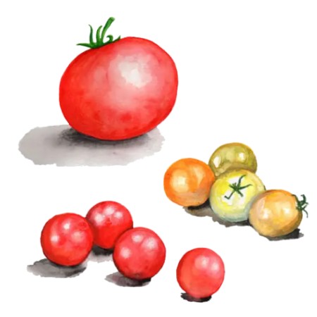 Tomat 'Microdwarf' mix
