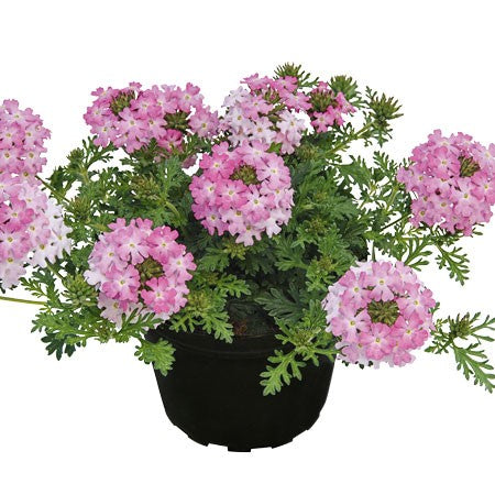 Trädgårdsverbena 'Vepita Frosted Pink'