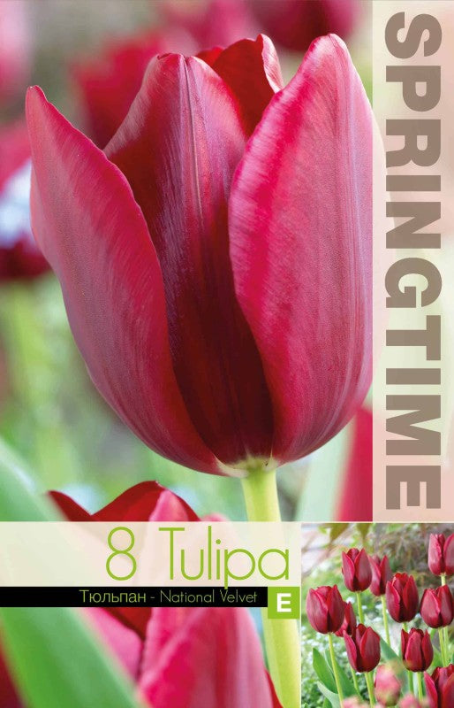 Triumphtulpan 'National Velvet' 8st