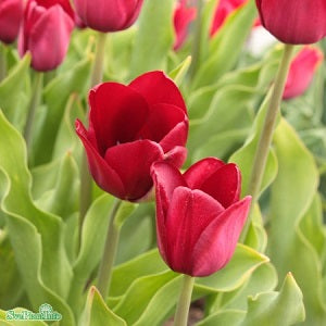 Triumphtulpan 'National Velvet' 8st