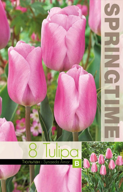 Triumphtulpan 'Synaeda Amor' 8st