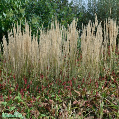 Tuvrör 'Karl Foerster' 2L, 2-pack