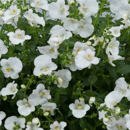 Tvillingsporre 'Piccadilly White' 10,5cm kruka