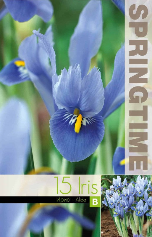 Holländsk Iris 'Alida' 15st