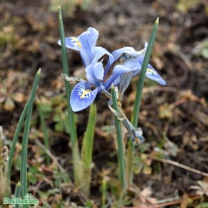 Holländsk Iris 'Alida' 15st