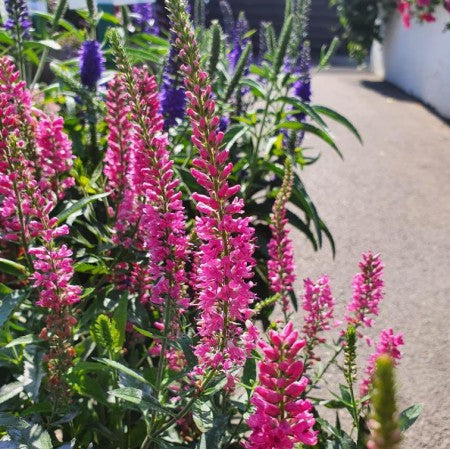 Veronika 'Veronique Pink' 10,5cm kruka