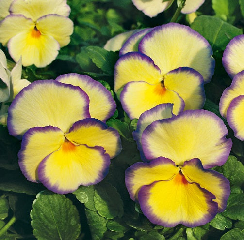 Bukettviol 'Etain' 12cm kruka