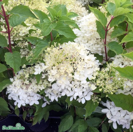 Vipphortensia 'Phantom' 9cm kruka