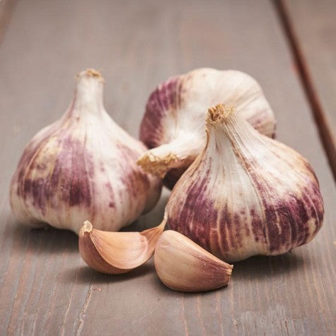 Sättlök, Vitlök 'Germidour' 1st