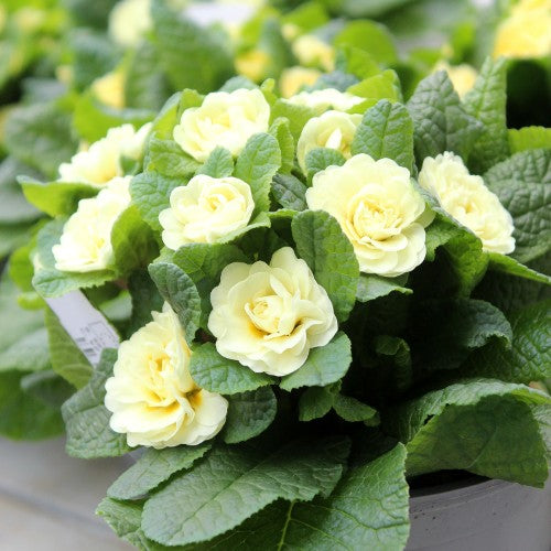 Jordviva 'Belarina Cream' 12cm kruka