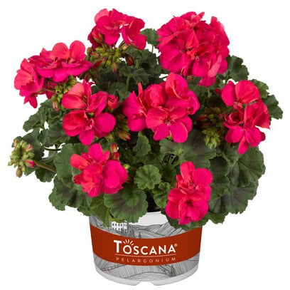 Zonalpelargon 'Castello Naomi' 12cm kruka